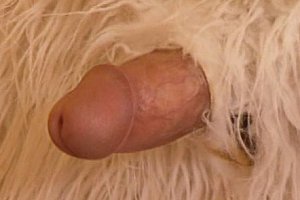 中国女人强姦xXHD